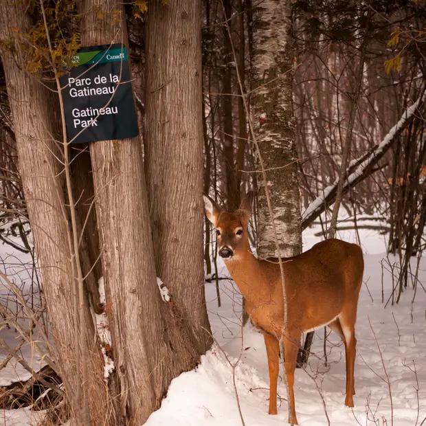 Animal Tracking on Snowshoes