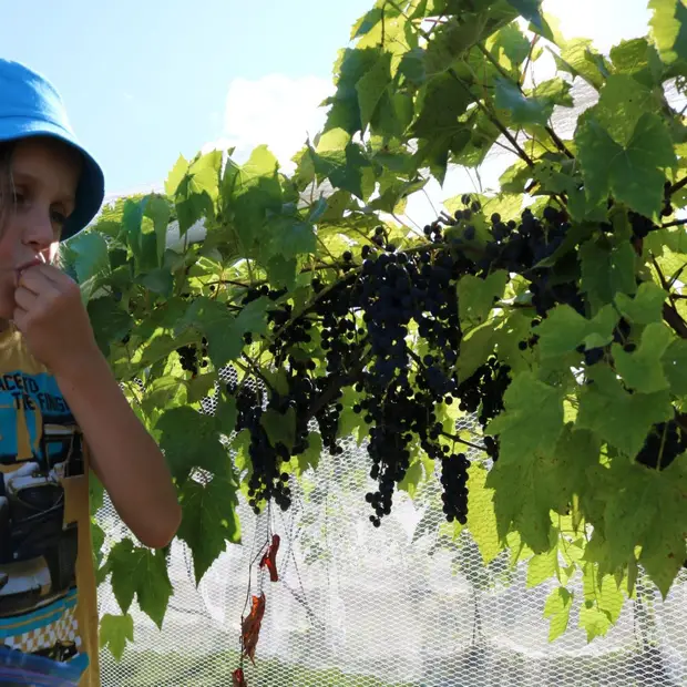 Domaine de Pontiac Village