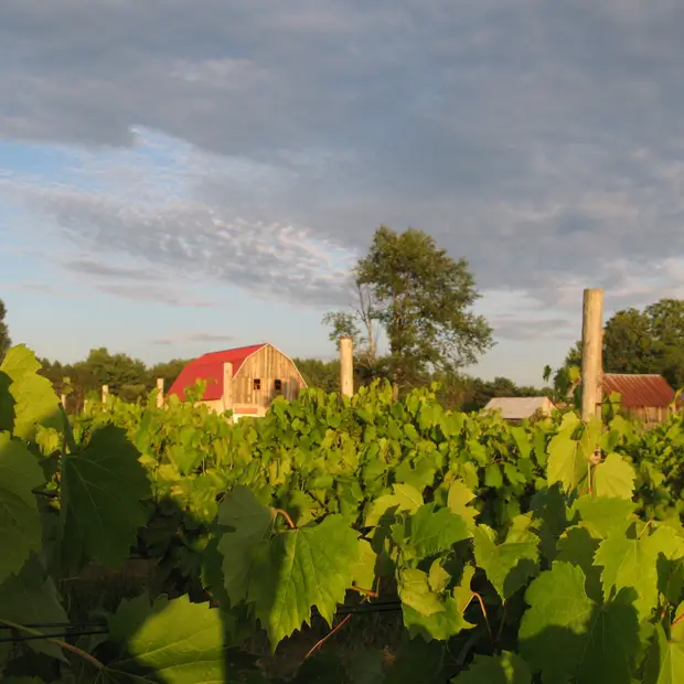 View of the vineyard