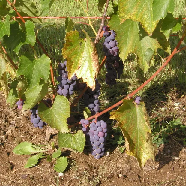 Grapes