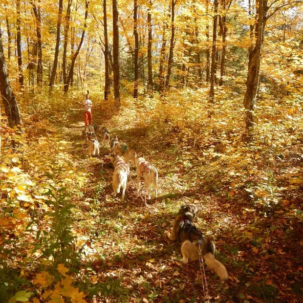 Canicross, Outaouais