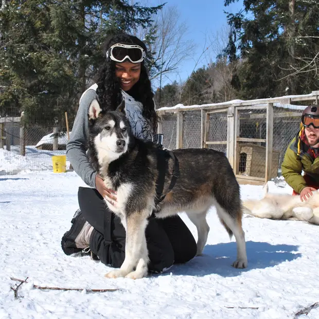 Traîneau à chiens, Outaouais