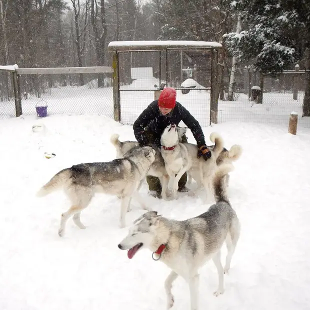 Traîneau à chiens, Outaouais