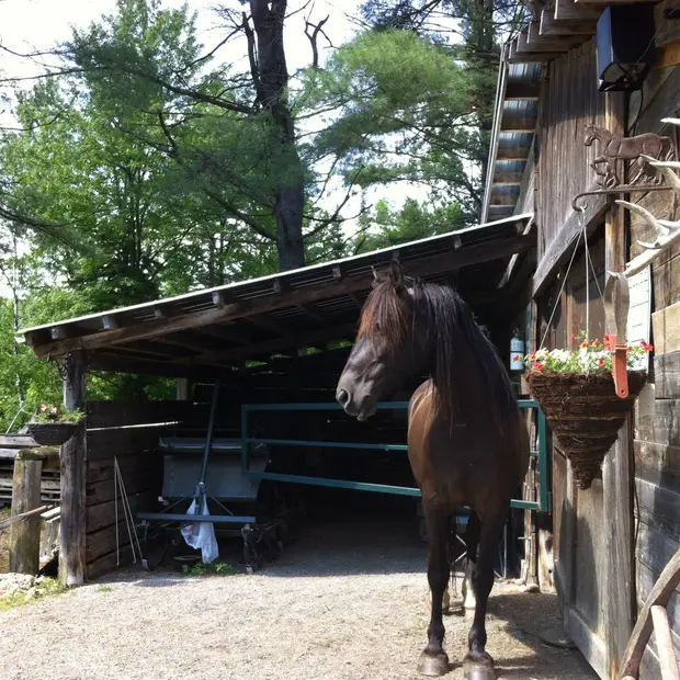 Soin chevaux randonnée équestre, Outaouais