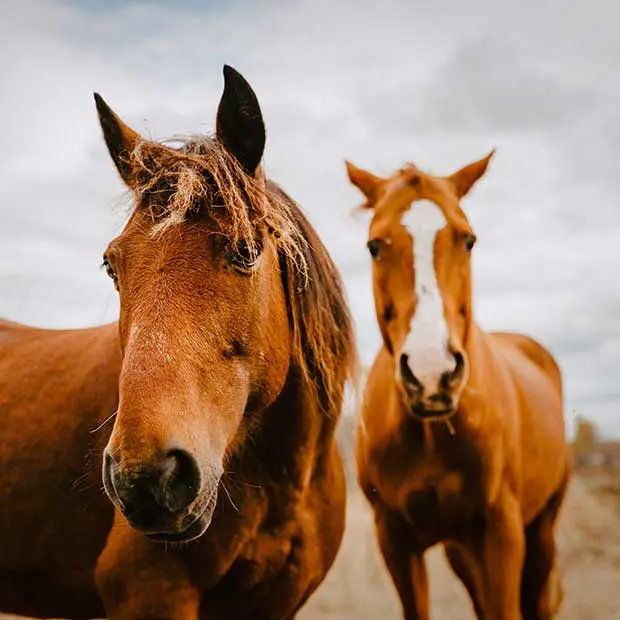 Horseback riding