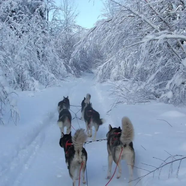 Dog sledding rides