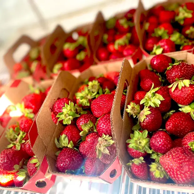 fraises qc