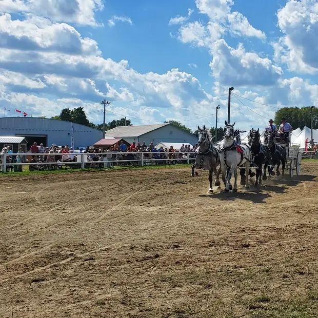 Heavy Horse Shawville Fair