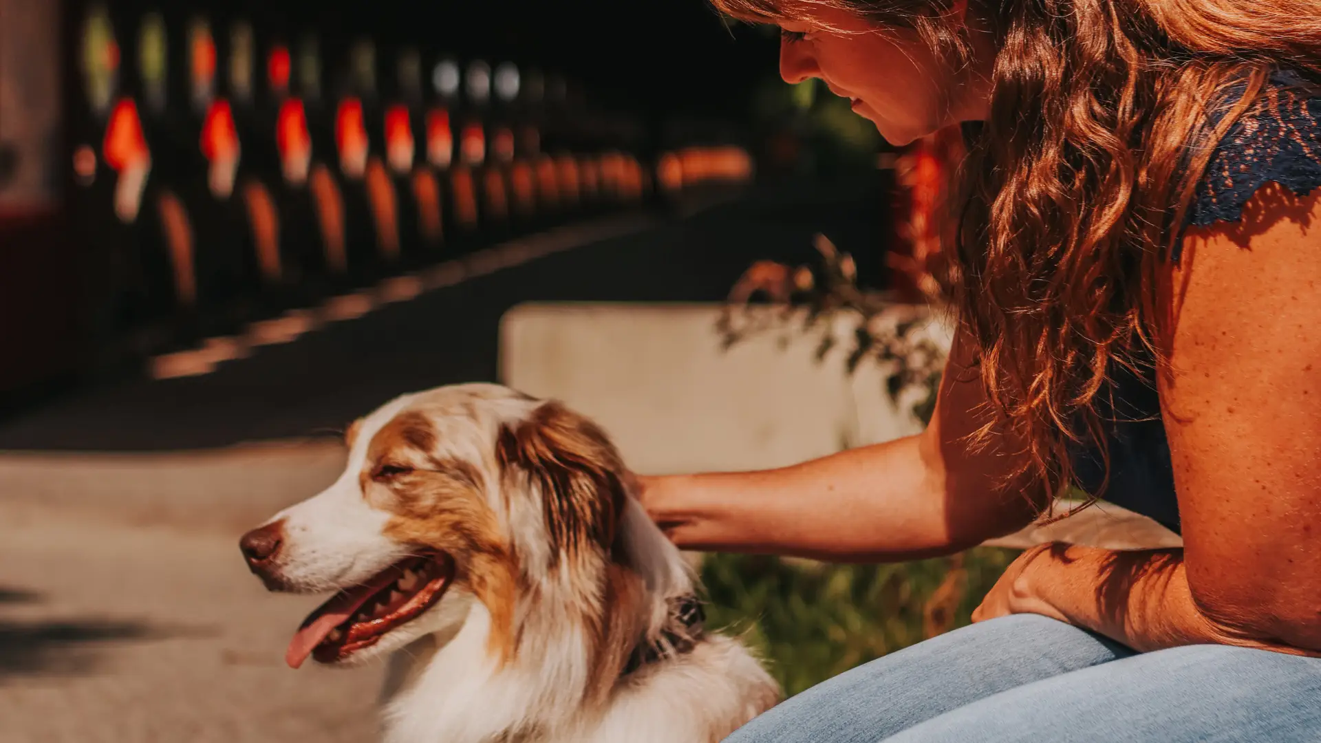 Blog What’s on and where to go with your dog in the Outaouais 