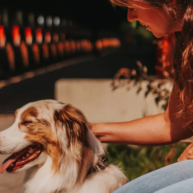 What’s on and where to go with your dog in the Outaouais 