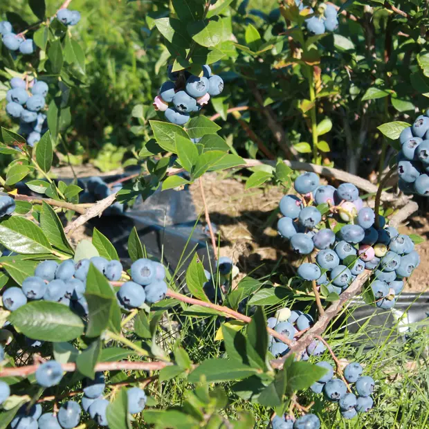 Highbush blueberries