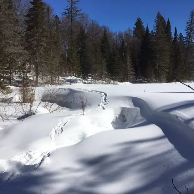 Walking and snowshoeing