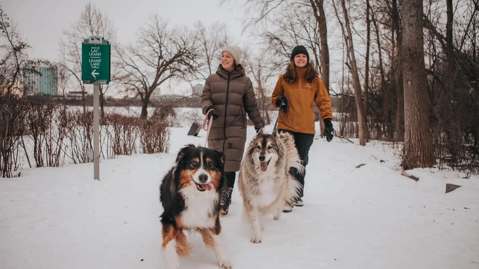 Blog Our suggestions for dog-friendly outings in the Outaouais!