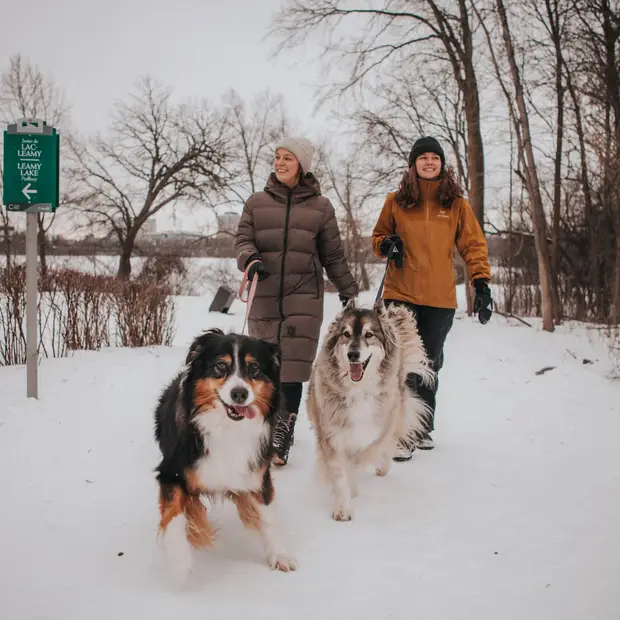 Our suggestions for dog-friendly outings in the Outaouais!