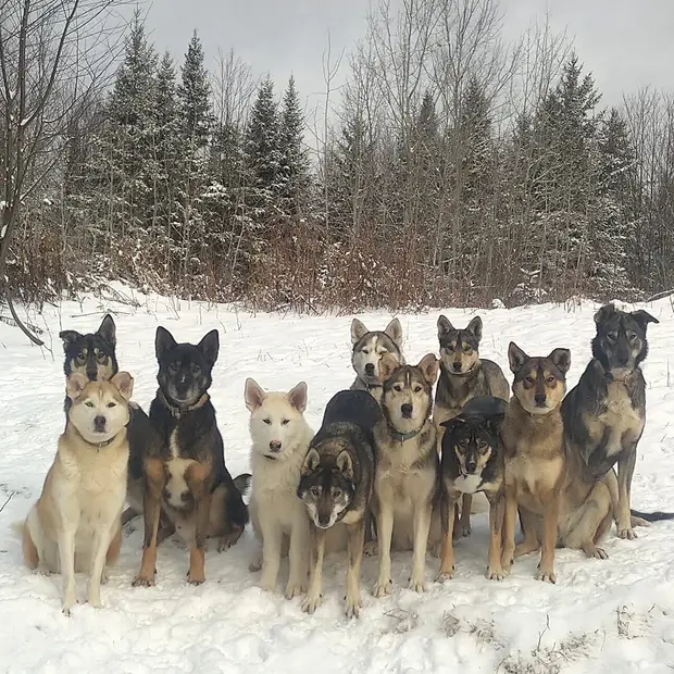LaMeuteduWendigo_Outaouais_Chiens