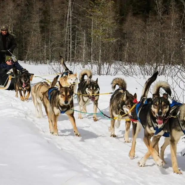 LaMeuteduWendigo_Outaouais_TraineauChiens