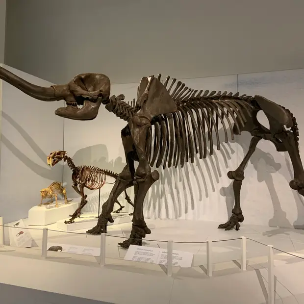 LD @Ã_lodie Beauvais - MusÃ©e canadien de la nature (2)