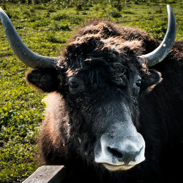 LD @Adrien Loiselle - Ferme Pure Conscience (8)