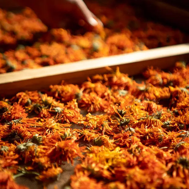 LD @Adrien Loiselle - La fée des bois (5)