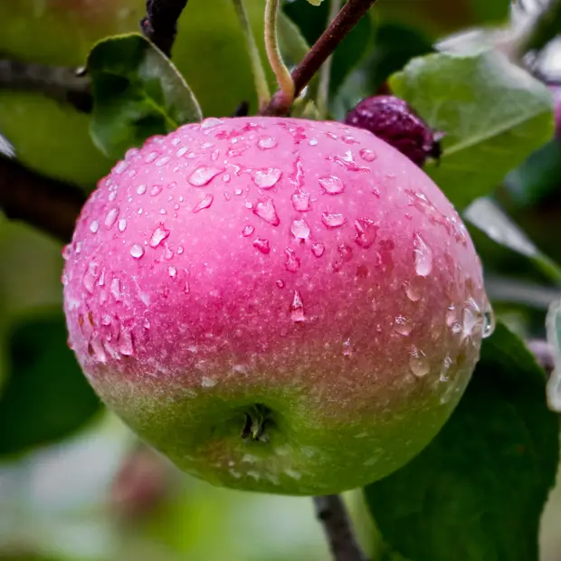 LD @Adrien Loiselle - Verger Merleau (3)