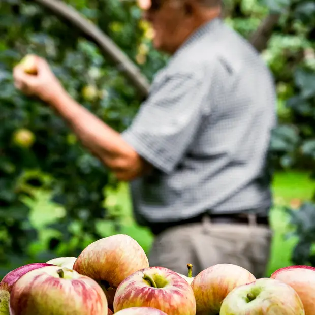 LD @Adrien Loiselle - Verger Merleau (4)