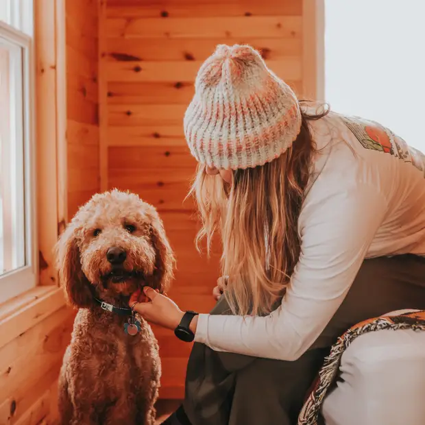 Quoi faire et où aller avec son chien