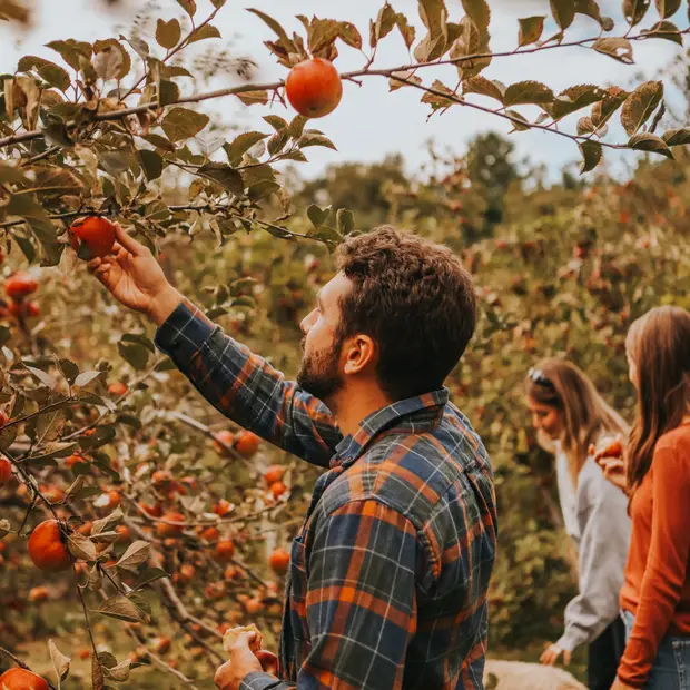 Pick-your-own. Here’s where to go!