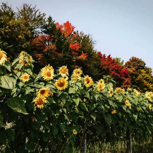 Parc de la Ferme Dalton 