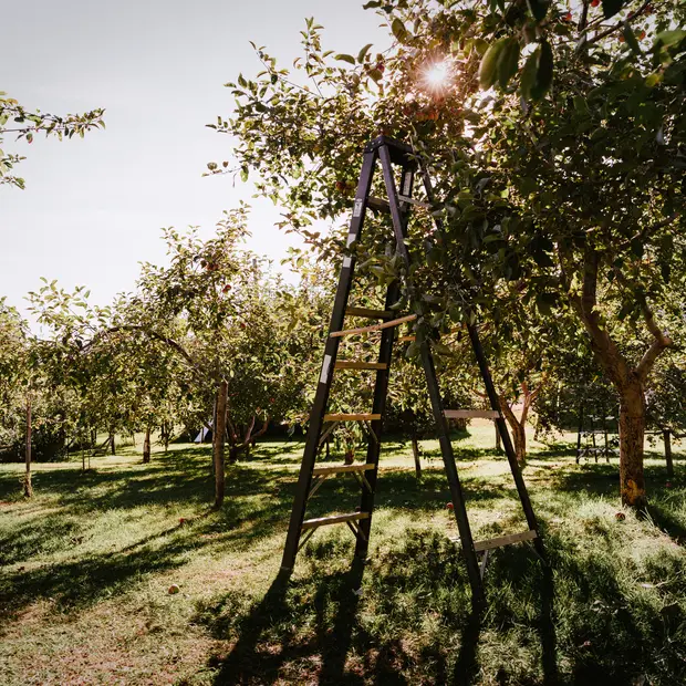 LD_@Myriam Baril-Tessier_Verger Merleau (3)