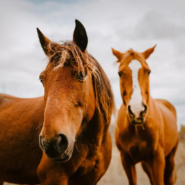 Connectez avec les animaux en Outaouais