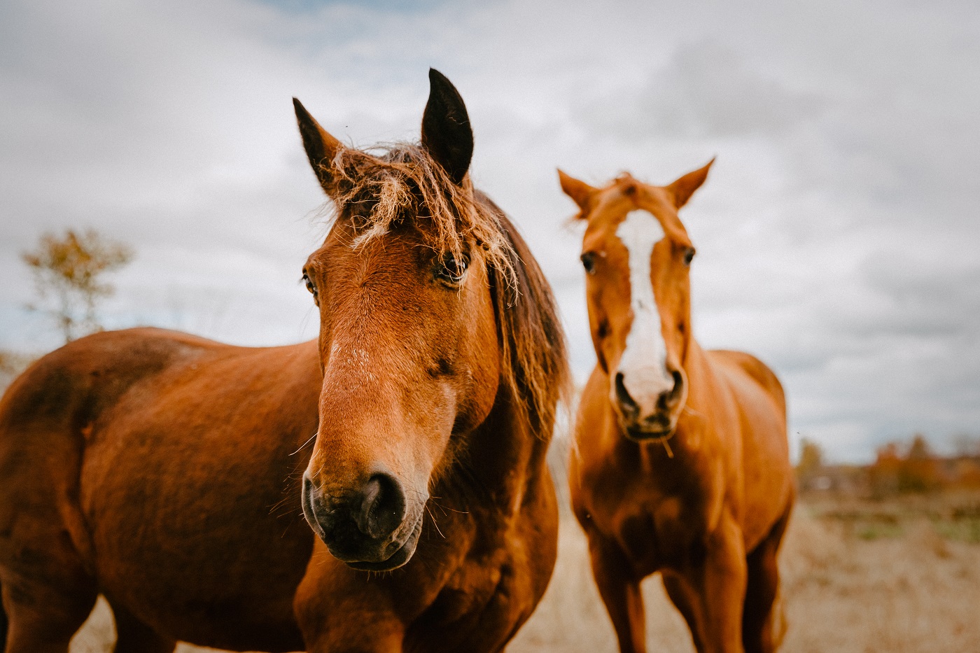 Blog Connect with Animals in the Outaouais