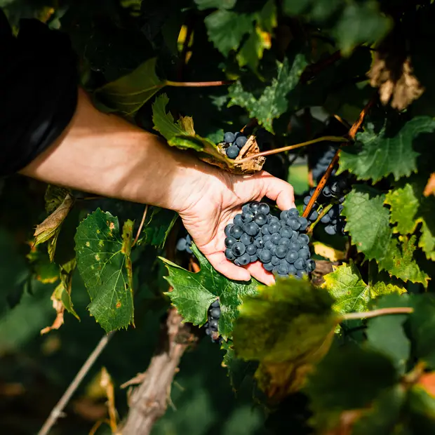 LD@myriambariltessier-Vignoble petit chariot rouge (2)