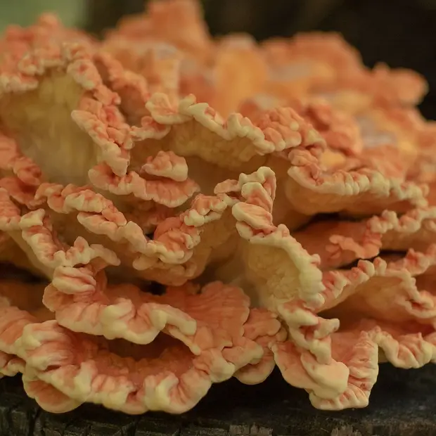 First Nations Plants - Workshop