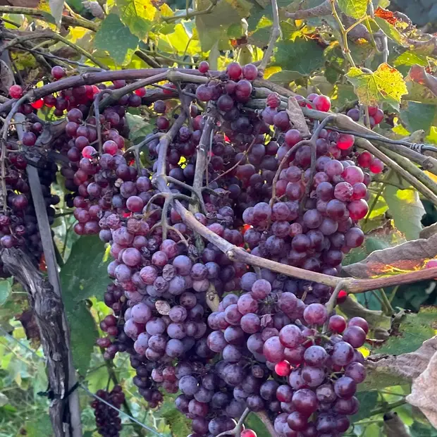 LD@Vignoble Les Collines@Vignobles Les Collines (2)