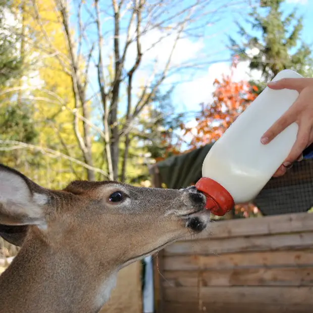 Observation de la faune, Outaouais