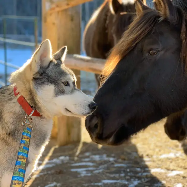 Observation de la faune, Outaouais