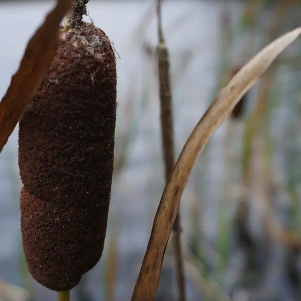 Observation de la faune, Outaouais