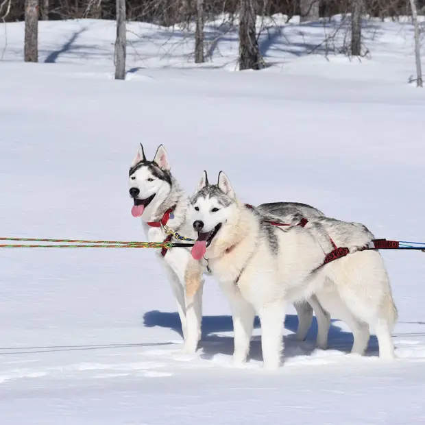 Traîneau à chiens, Outaouais