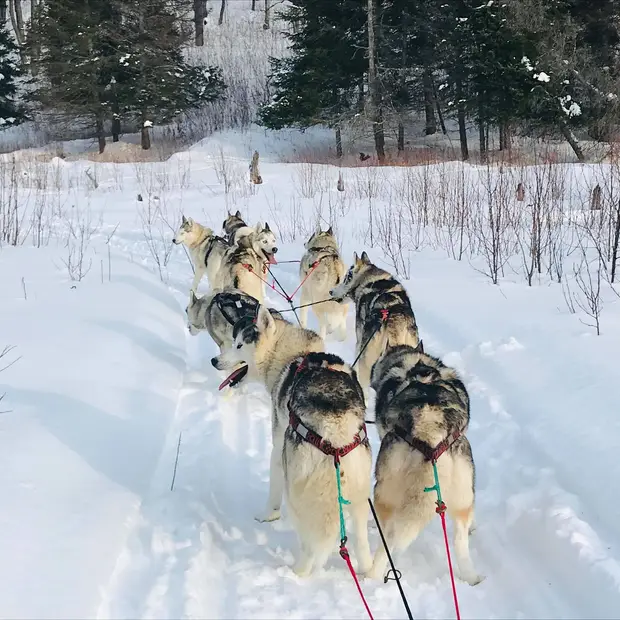 Traîneau à chiens, Outaouais