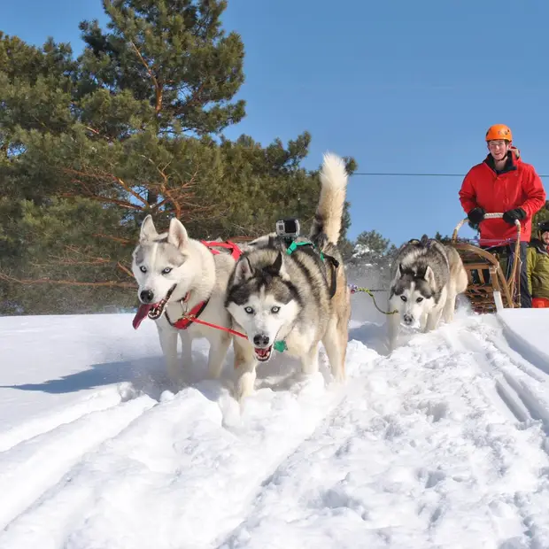 Traîneau à chiens, Outaouais