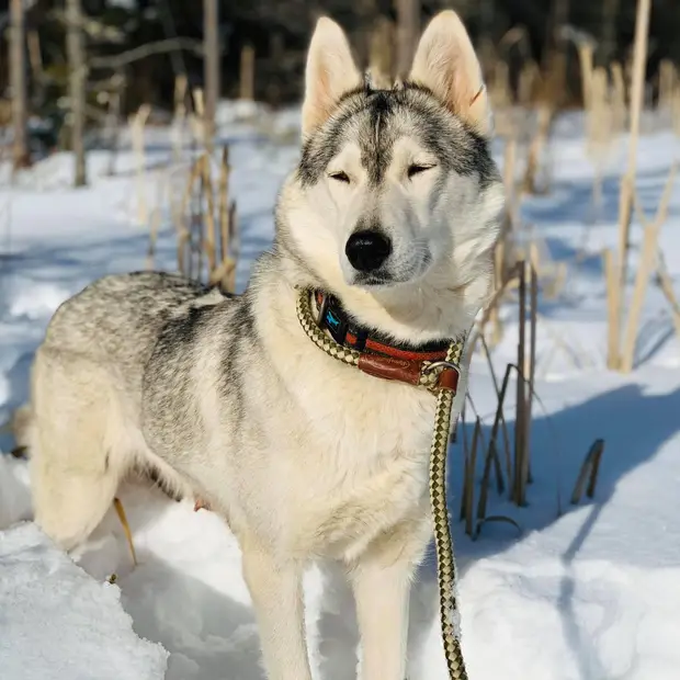 Traîneau à chiens, Outaouais