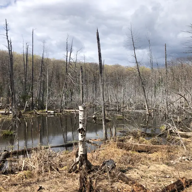 The ecological role of fire