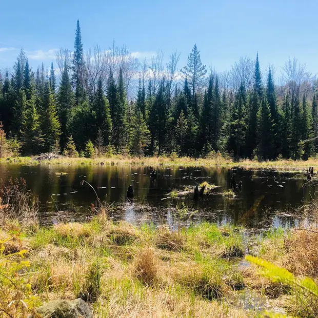 Shinrin Yoku - Forest Bathing