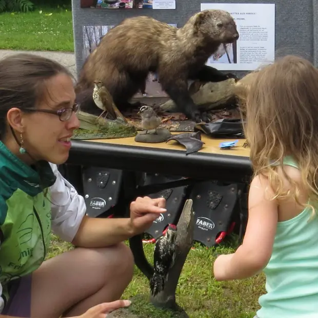 Beavers: nature's Engineers