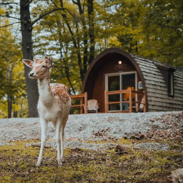 @Parc Omega - Hébergements (12)