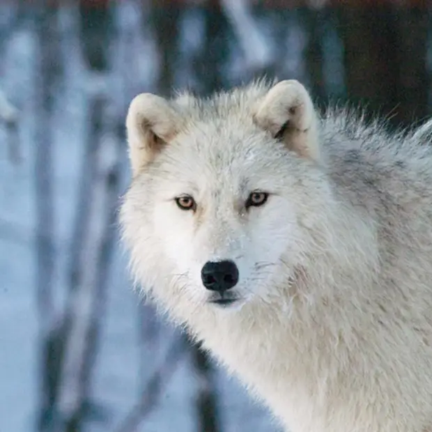 Animal parks and farm visits