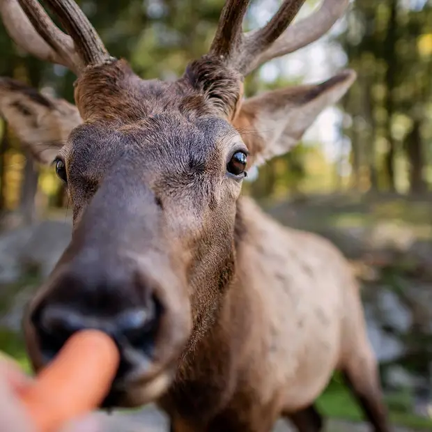 Parcs animaliers et visites à la ferme