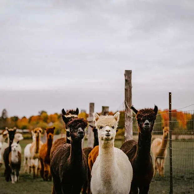 Animal parks and farm visits
