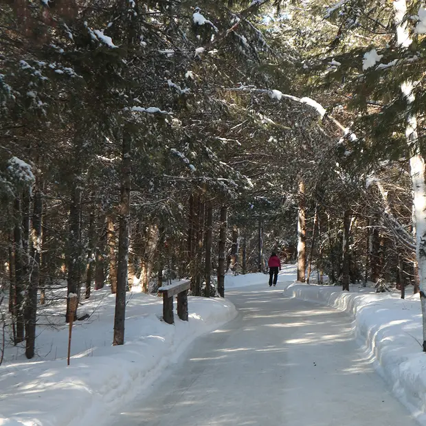 Skating in the forest