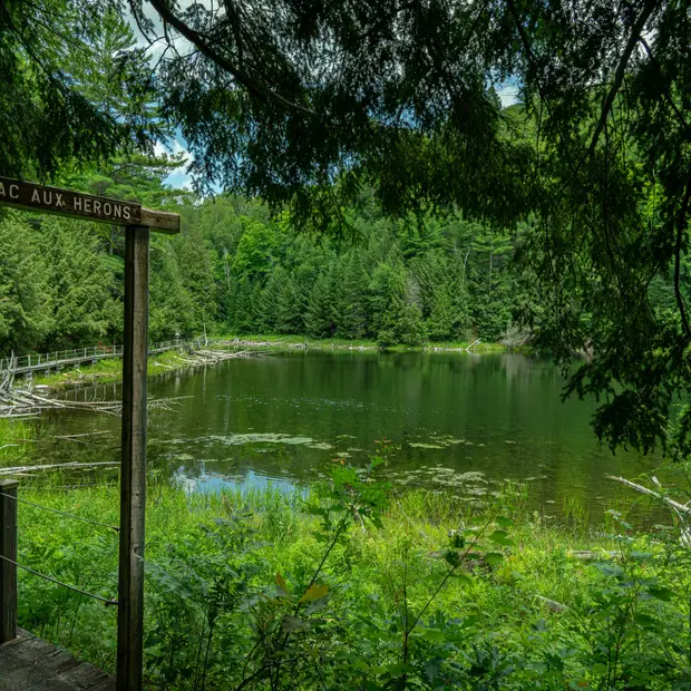 Lac aux Hérons